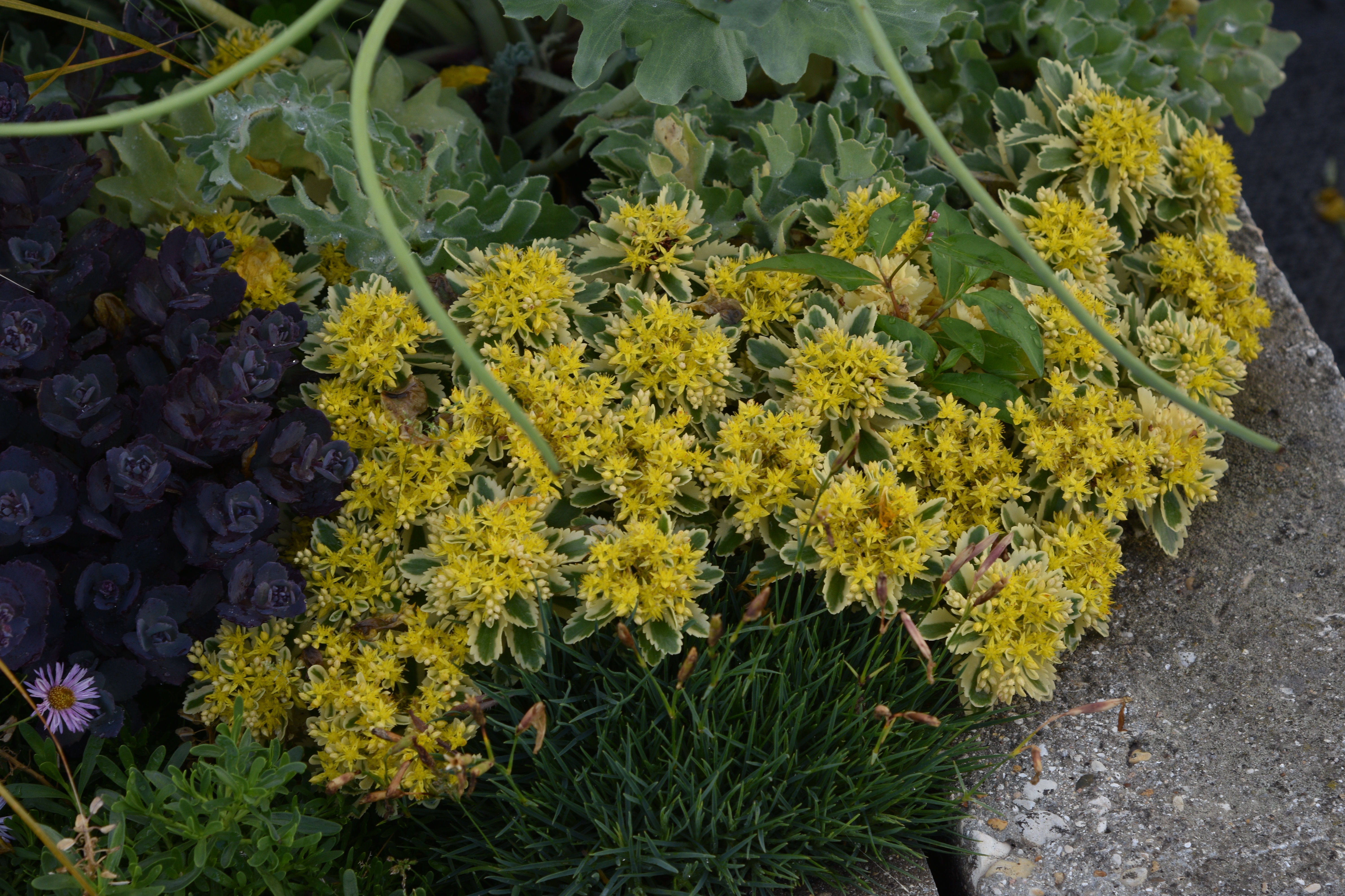 Sedum takesimensis ' Atlantis '