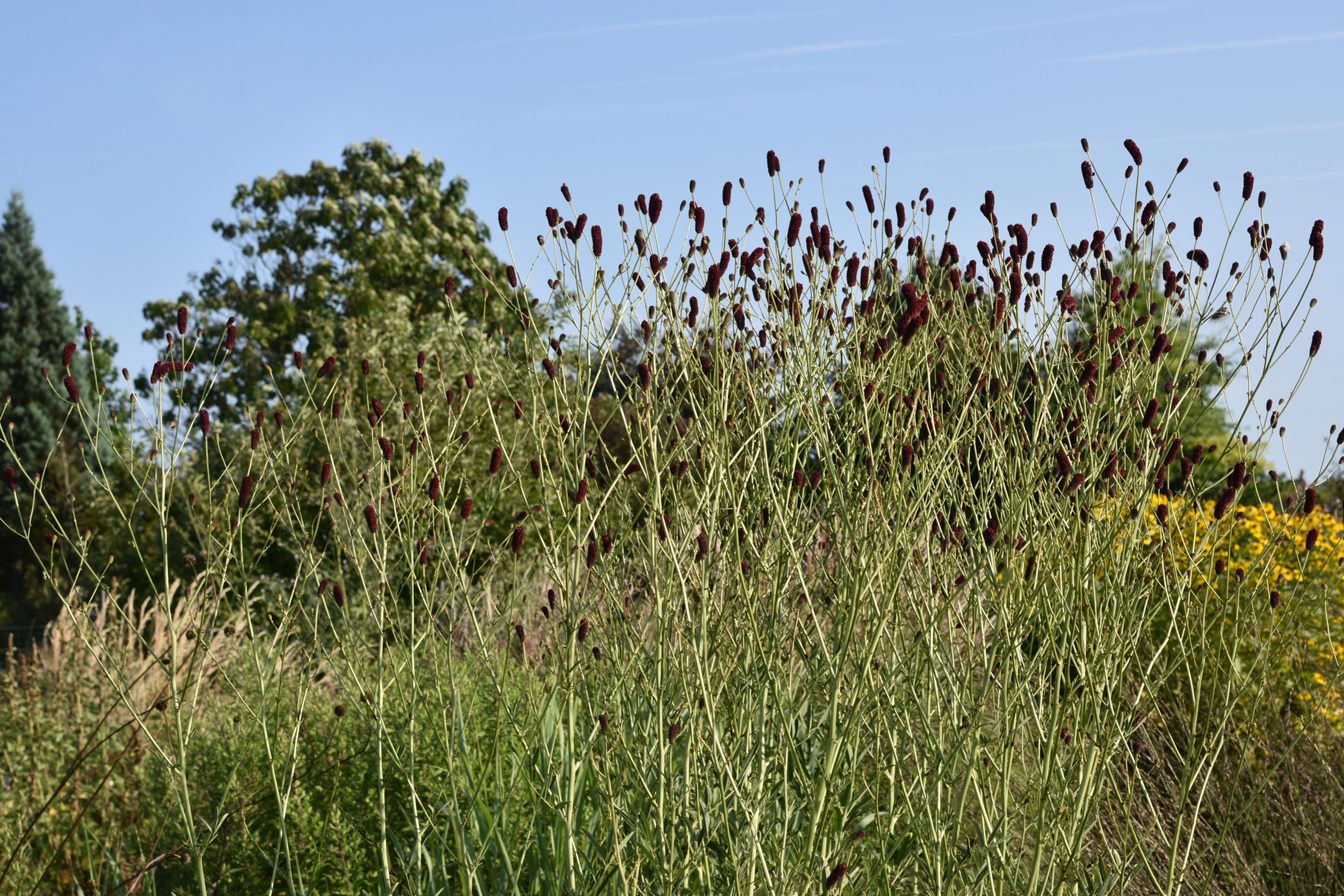 Sanguisorba tenuifolia ' Late Beauty '