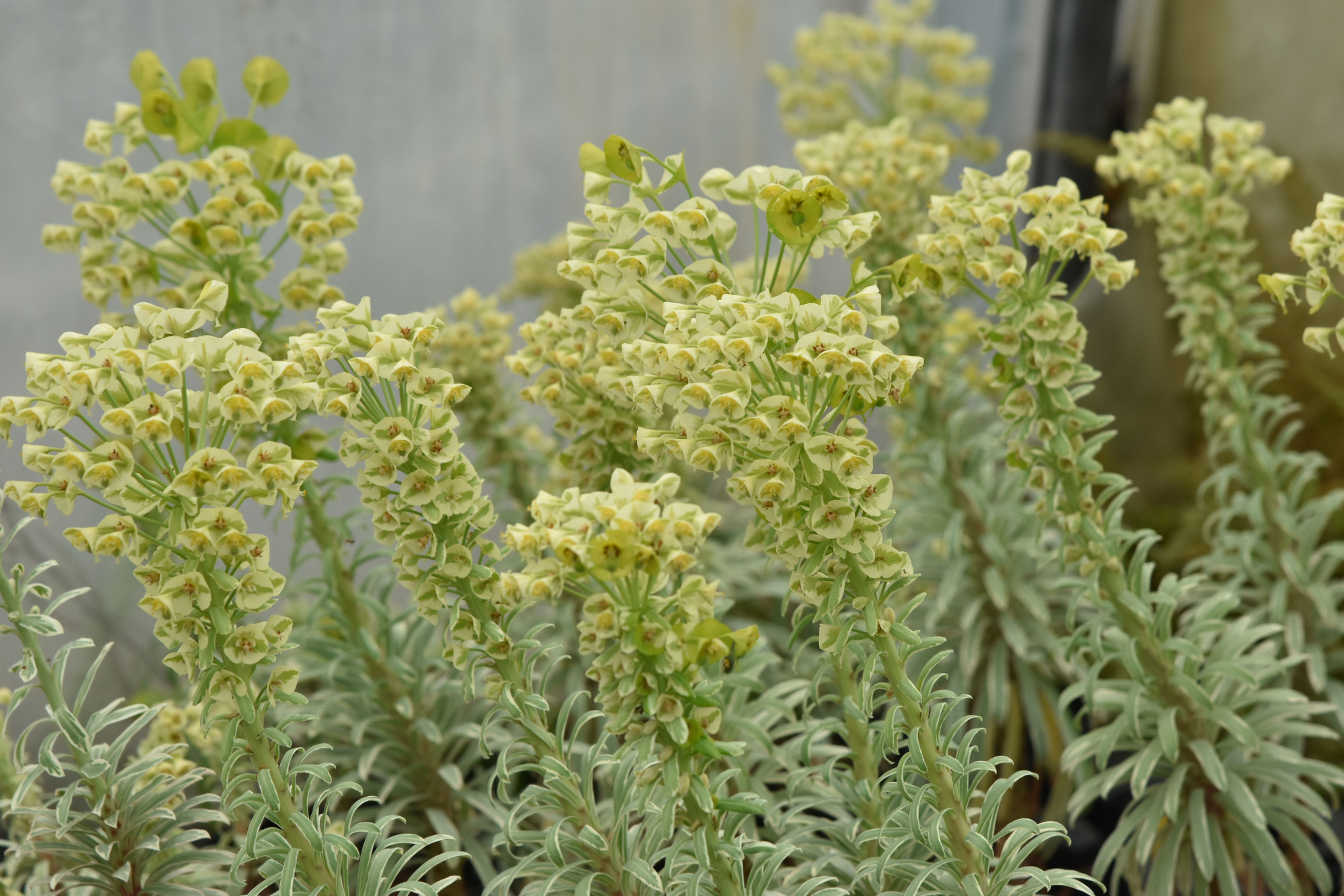 Euphorbia 'Ascott Moonbeam' ®