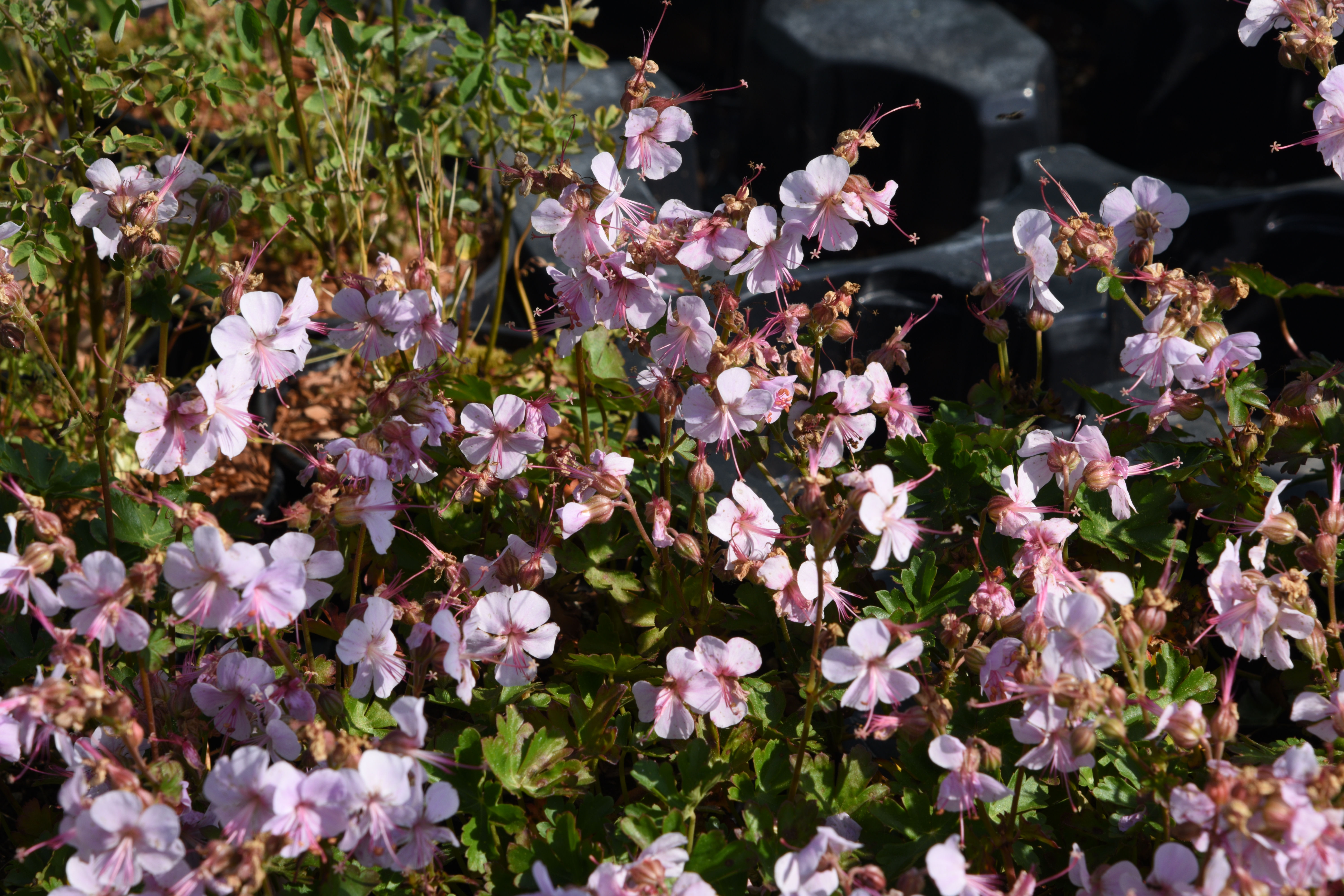 Geranium cantabrigiense ' Hilary Rendall '
