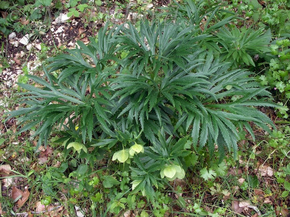 Helleborus abruzzicus