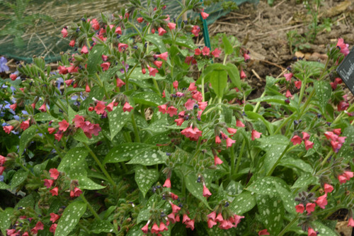 Pulmonaria ' Shrimps On The Barbie ' | Pépinière Delabroye