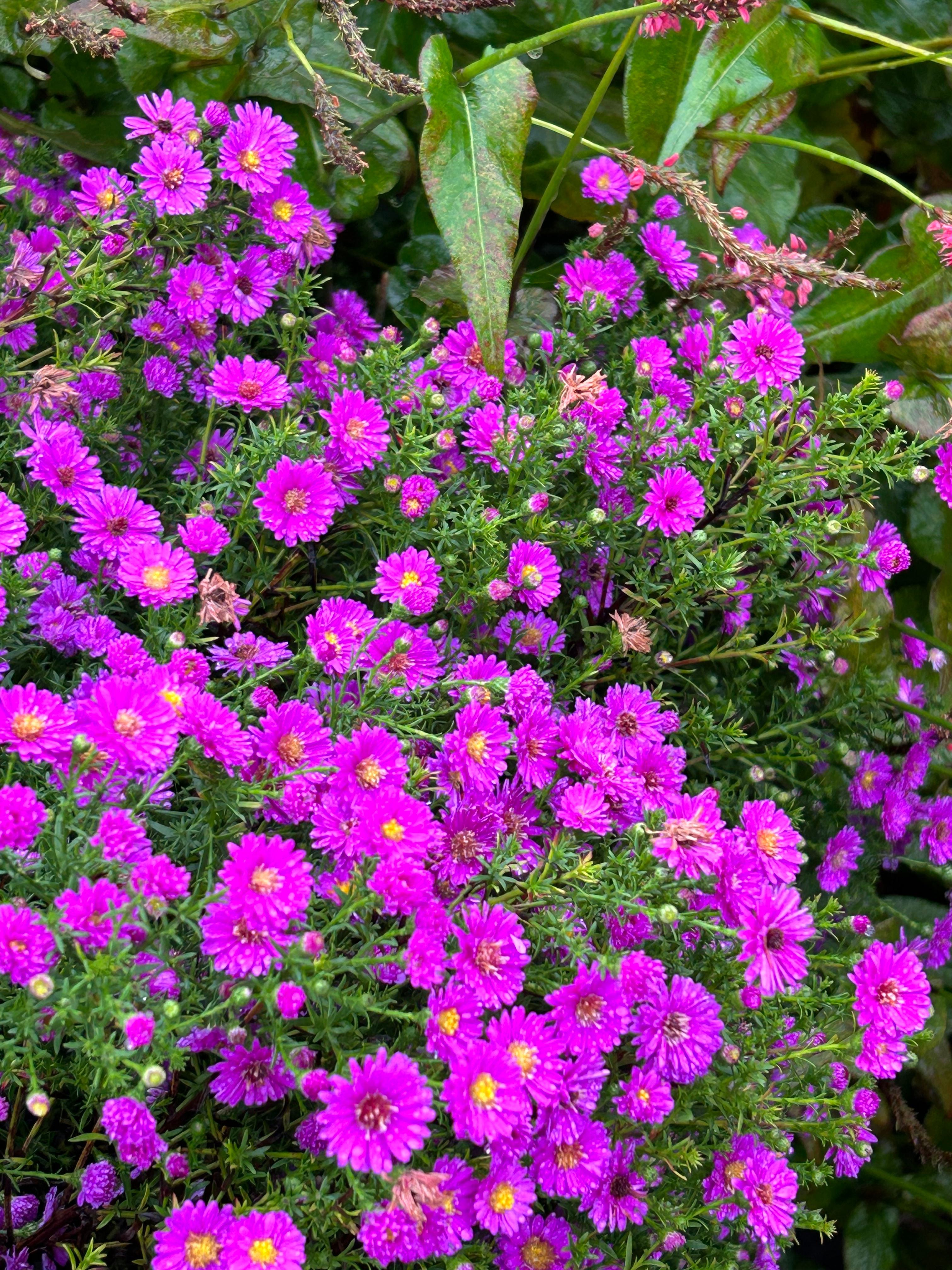 Aster 'Pixie Red Eyes'