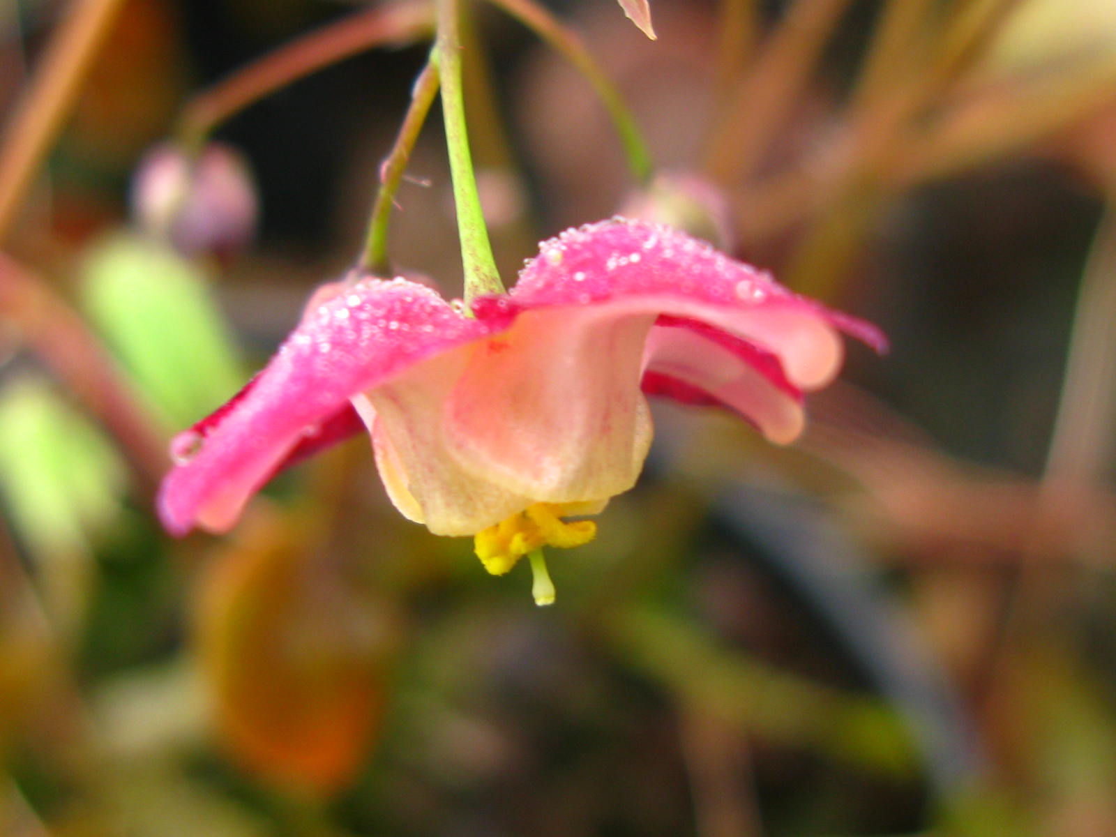Epimedium x rubrum 'Galadriel '