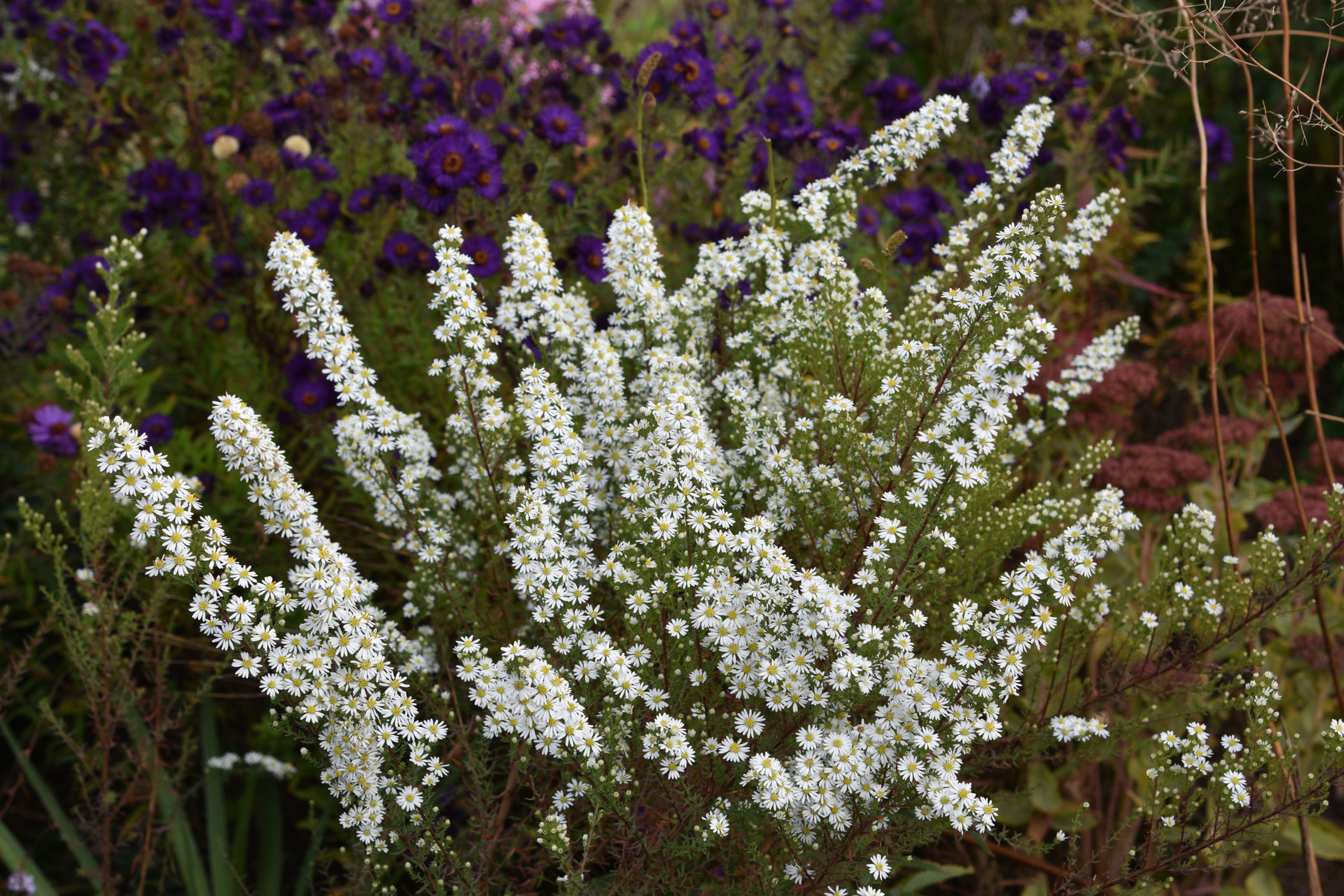 Aster ( Symphyotrichum) racemosum