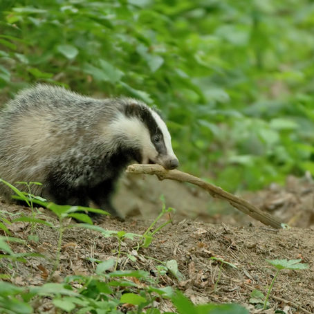 There's nothing like good fun.