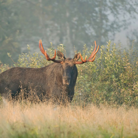 Elk (moose) rut