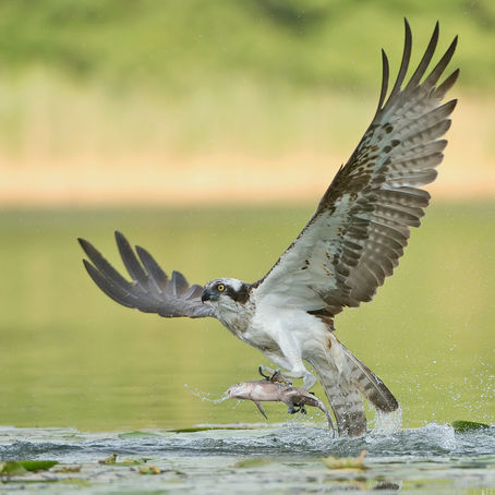Is Osprey a pest?