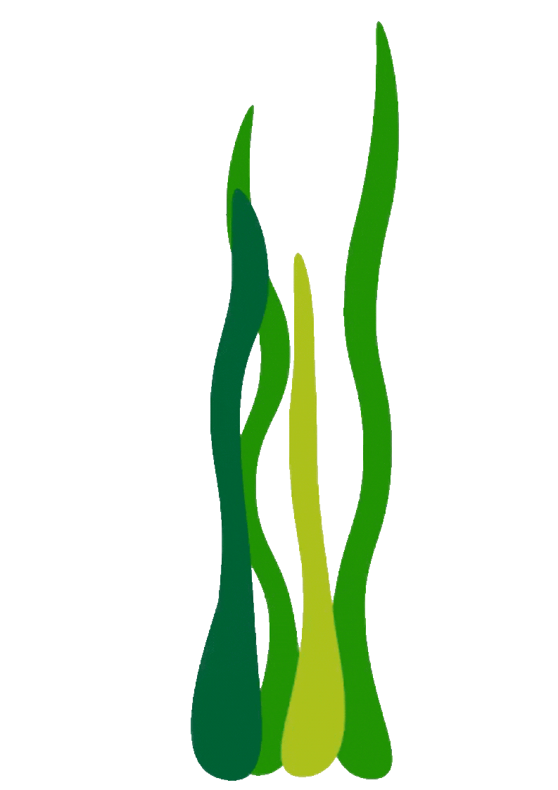 seaweed swaying
