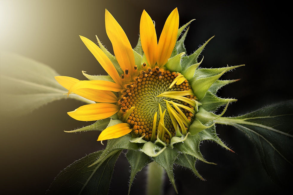 sunflower-3113318_1920.jpg
