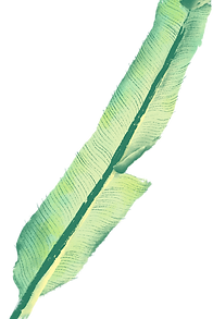 Banana Leaf