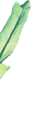 Banana Leaf