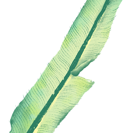 Banana Leaf