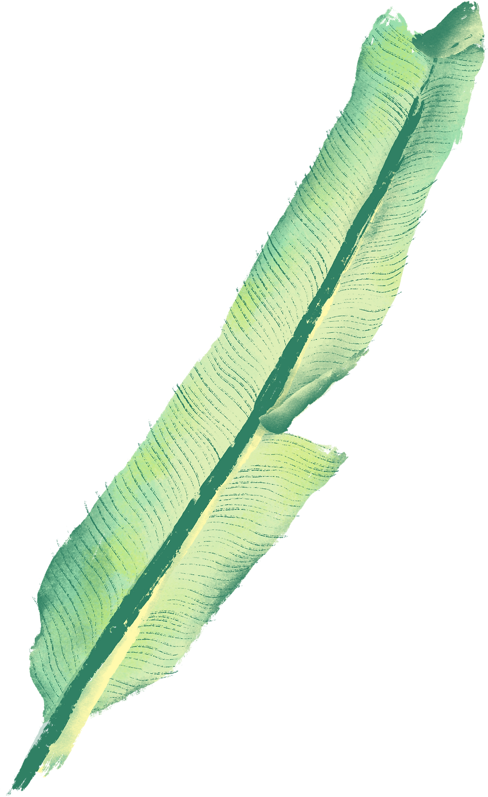 Banana Leaf