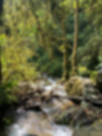 Into the Jungle – Creek Trail Adventure