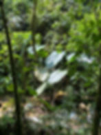 Native Colombian Flora – A Botanical Paradise