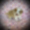 tops g1 6625_edited.jpg