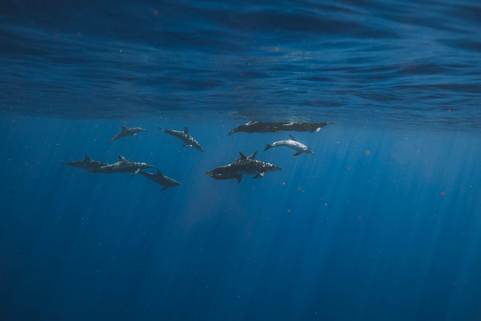 Group of Rough Toothed Dolphins. Photo by Kelsey Willamson.
