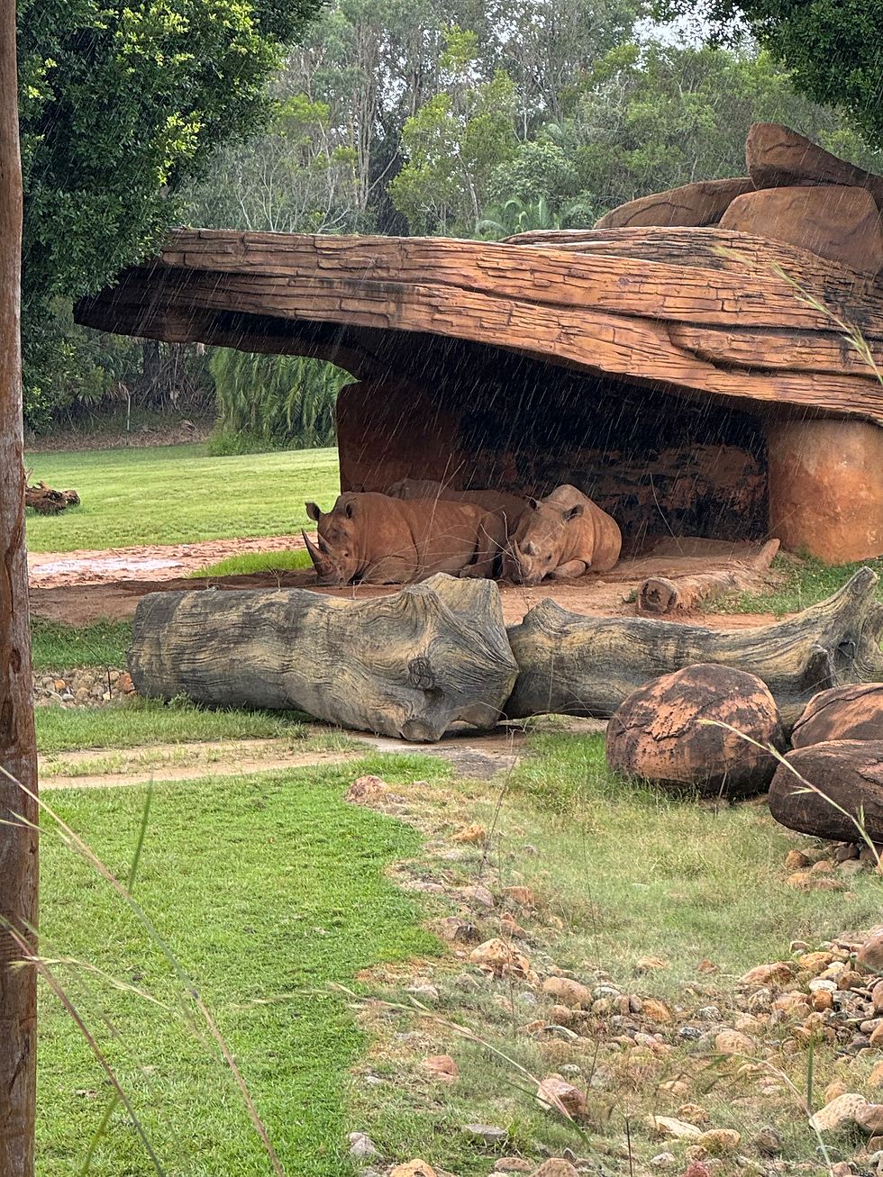 Rhinos enjoying the shade.