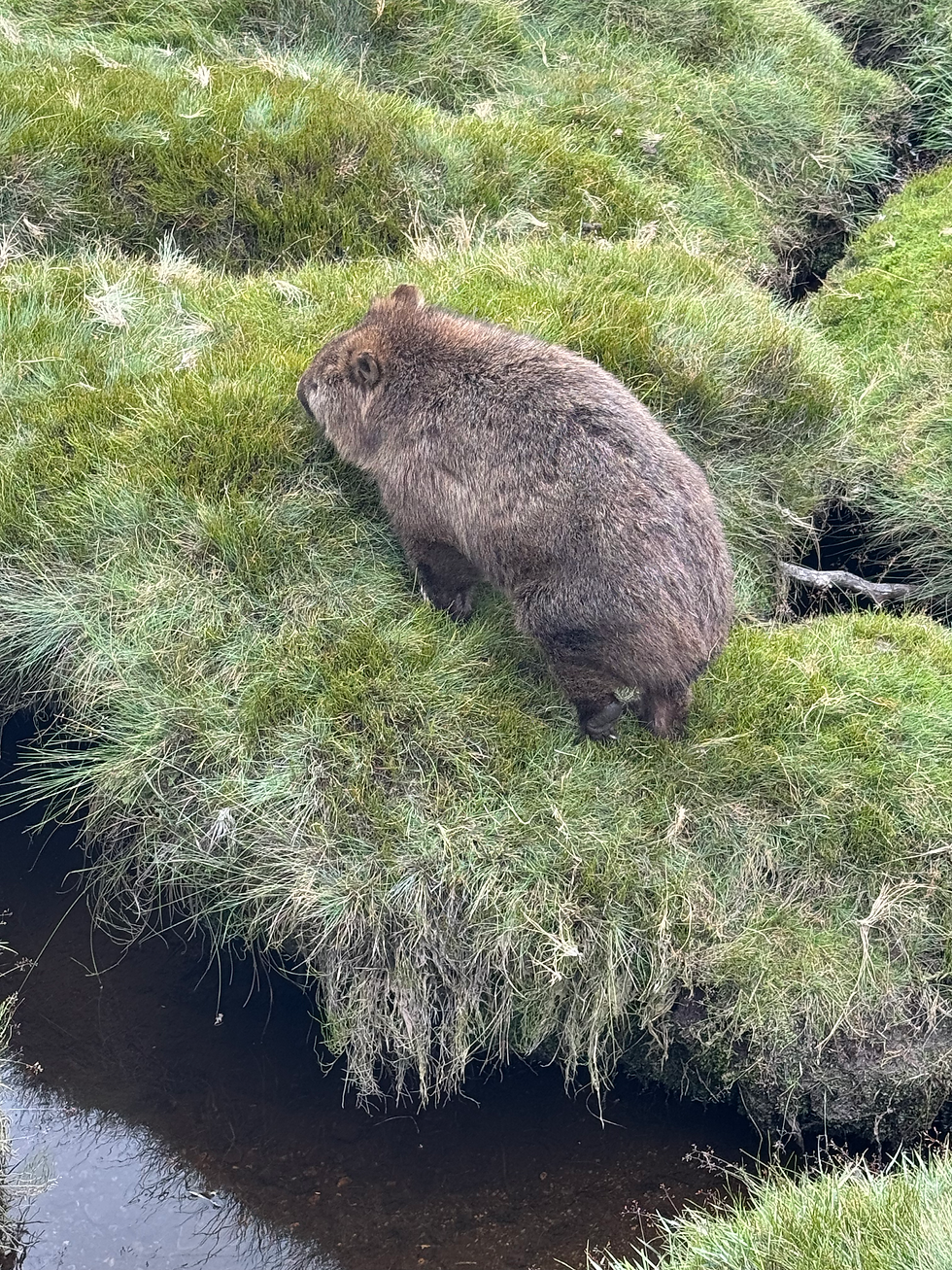 A wombat off the boardwalk in Cradle Mountain National Park.