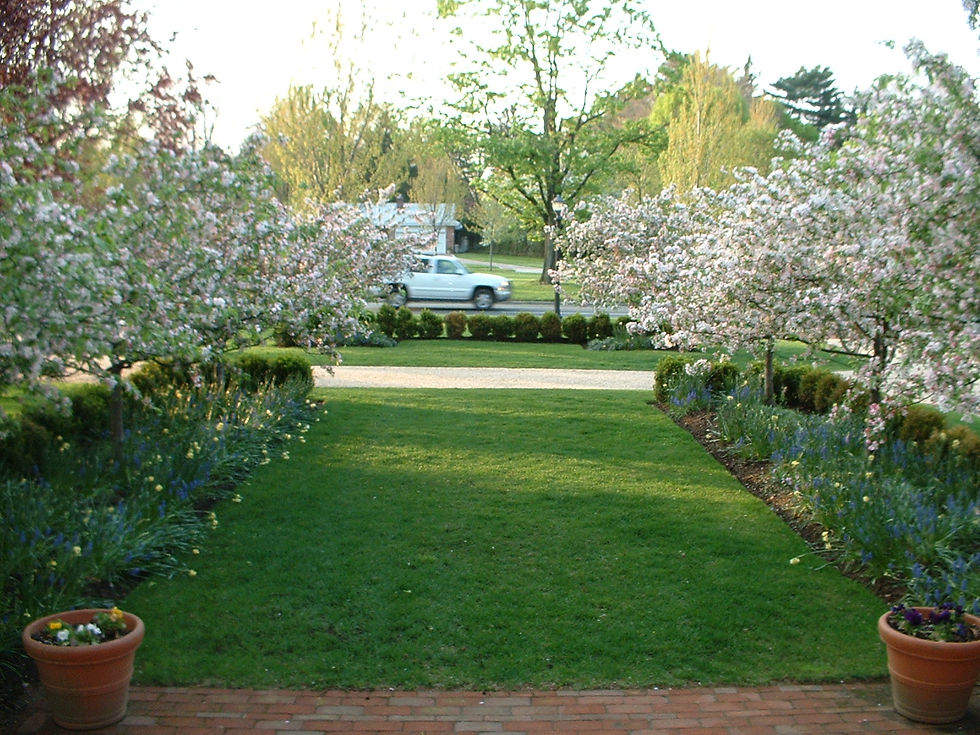Allee in bloom towards street