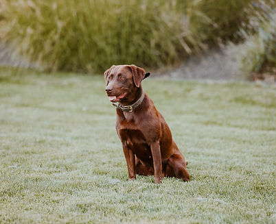 American chocolate female Labrador retriever 