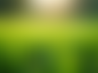 Expert Lawn Care Tips for Maintaining a Beautiful Property
