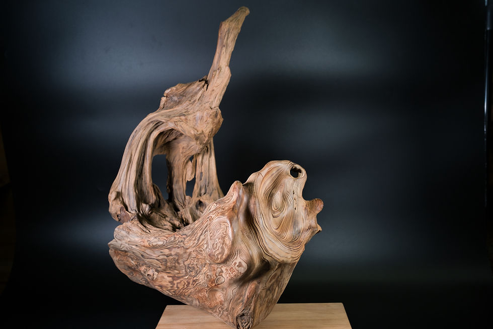 Yakusugi Object