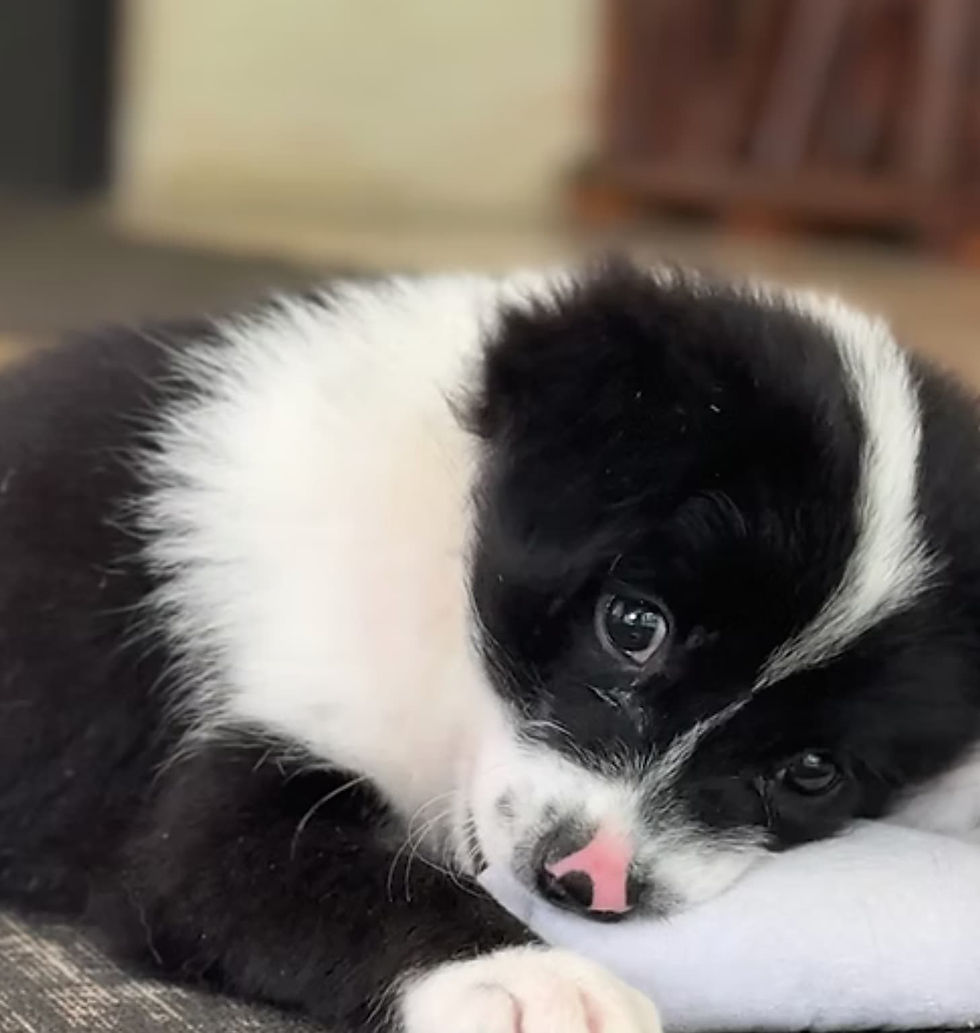 9 May 9.30AM Puppy Yoga Bali - Canggu