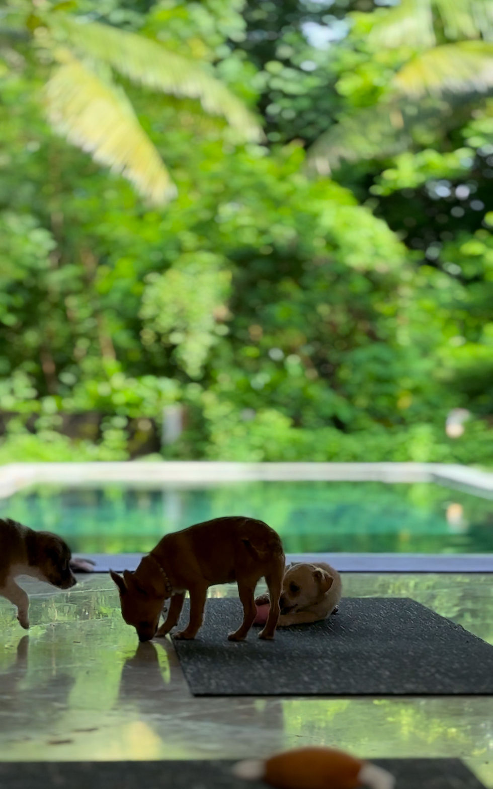 30th January 11:15 AM Puppy Yoga Morning Canggu