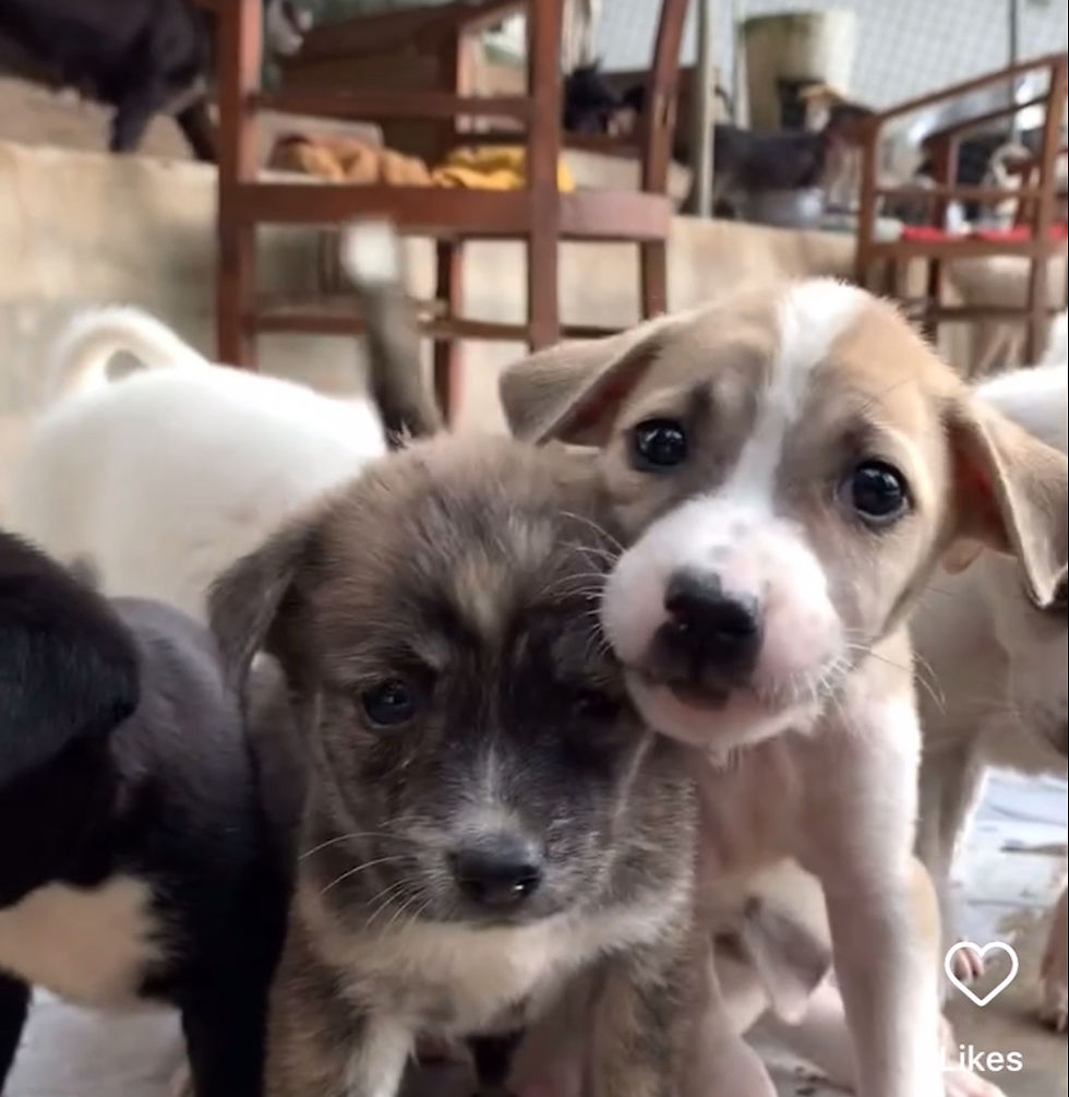 SPECIAL RESCUE 🩷 25 may, 9.30 am Puppy Yoga with association
