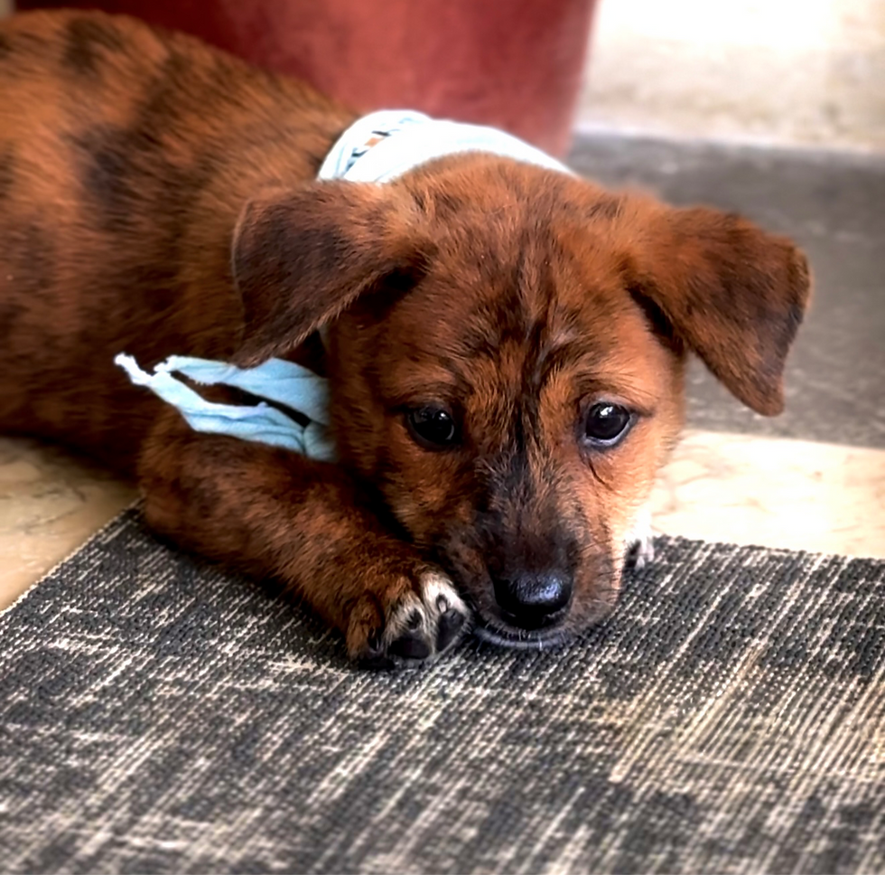Traveler cuddling a rescue puppy during a wellness session in Bali