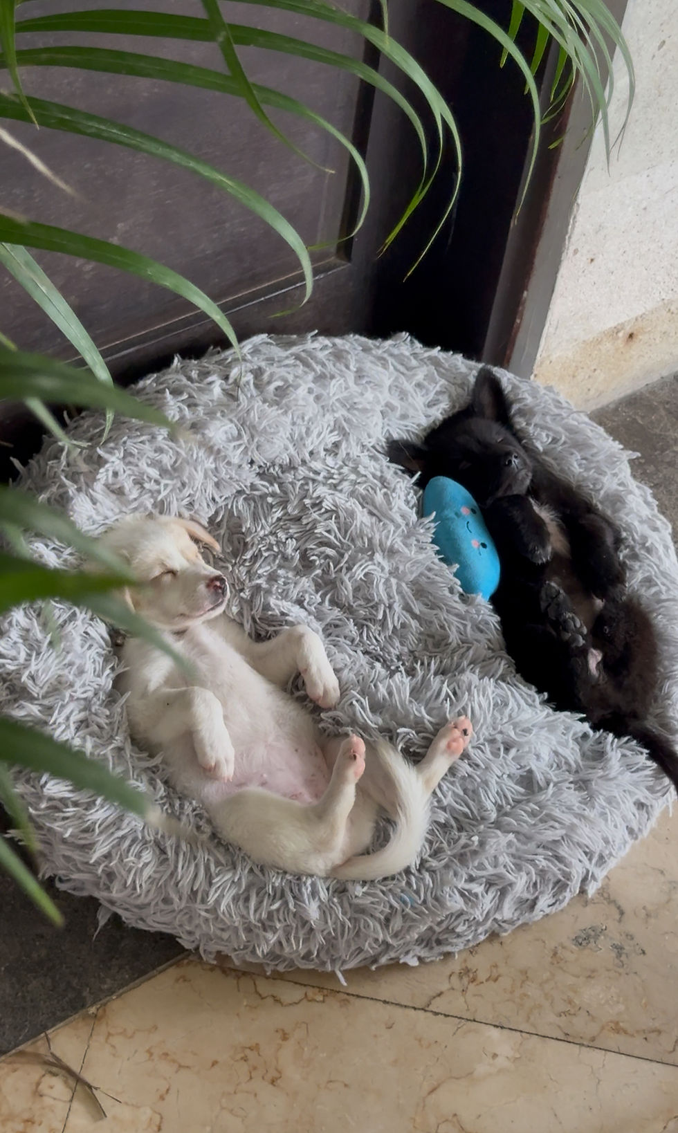 1 March 9.30 am Puppy Yoga Canggu