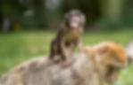 Wild Animals(2-3歳)【Melody】