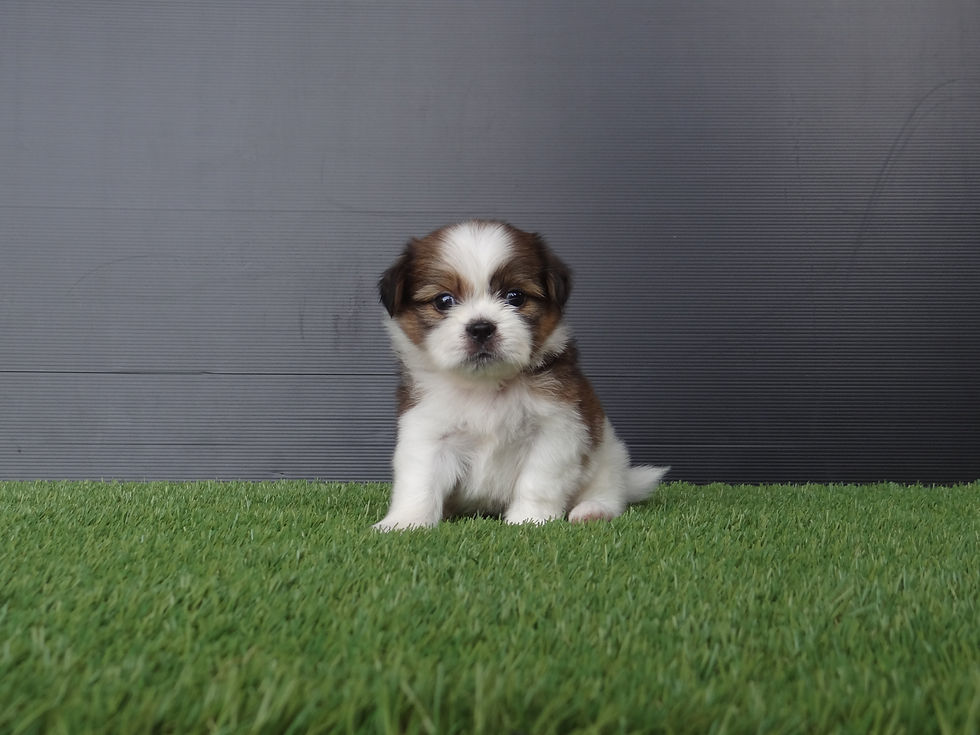 ภาพขนาดย่อ: งานฝากขาย ชิสุเพศเมีย