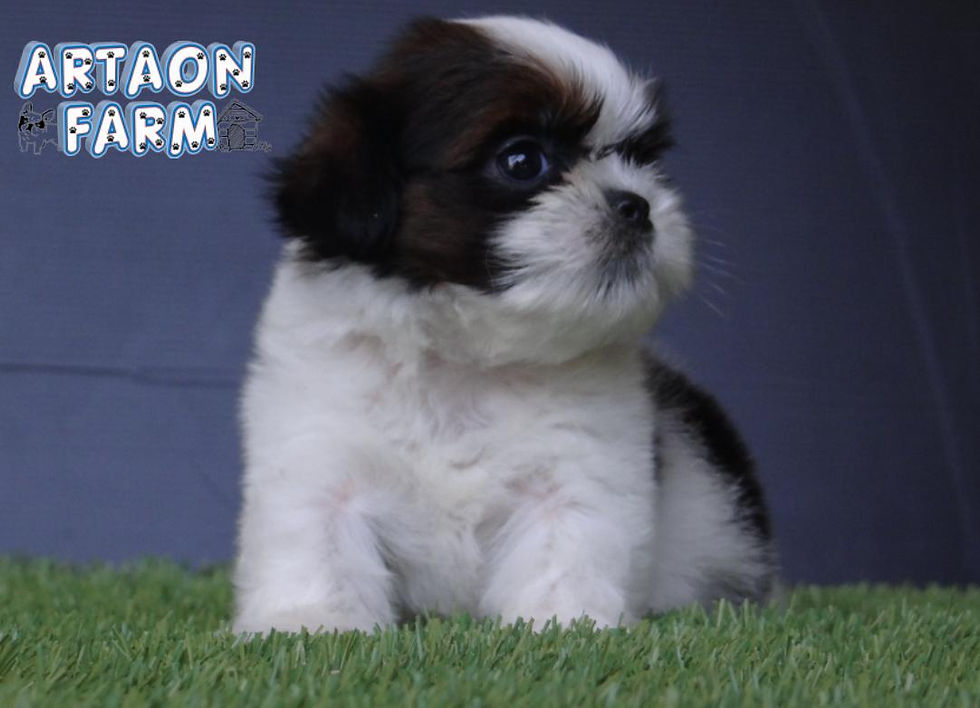 ภาพขนาดย่อ: ชิสุทอยแท้ เพศเมีย