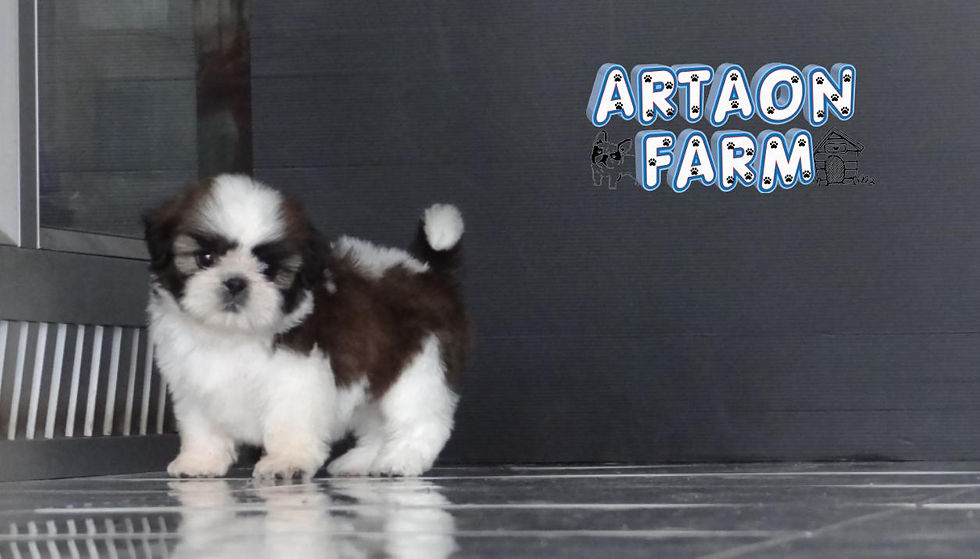 ภาพขนาดย่อ: ชิสุทอยแท้ เพศเมีย