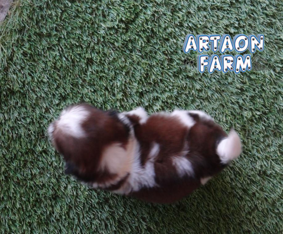 ภาพขนาดย่อ: ชิสุทอยแท้ เพศเมีย