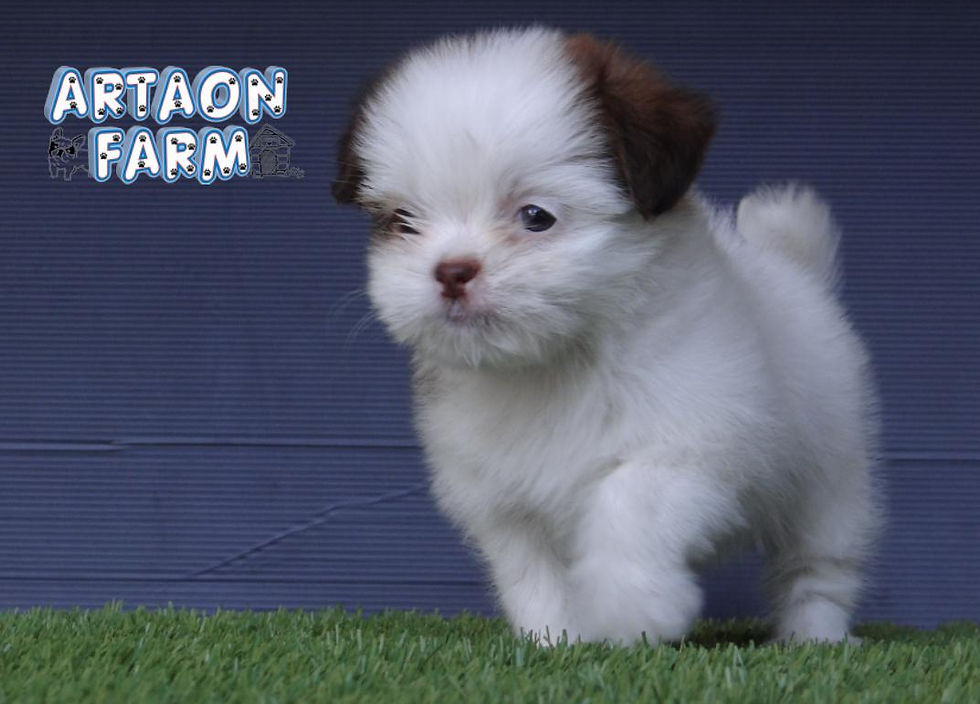 ภาพขนาดย่อ: ชิสุทอยแท้ เพศเมีย