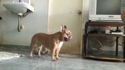 OsCAR
