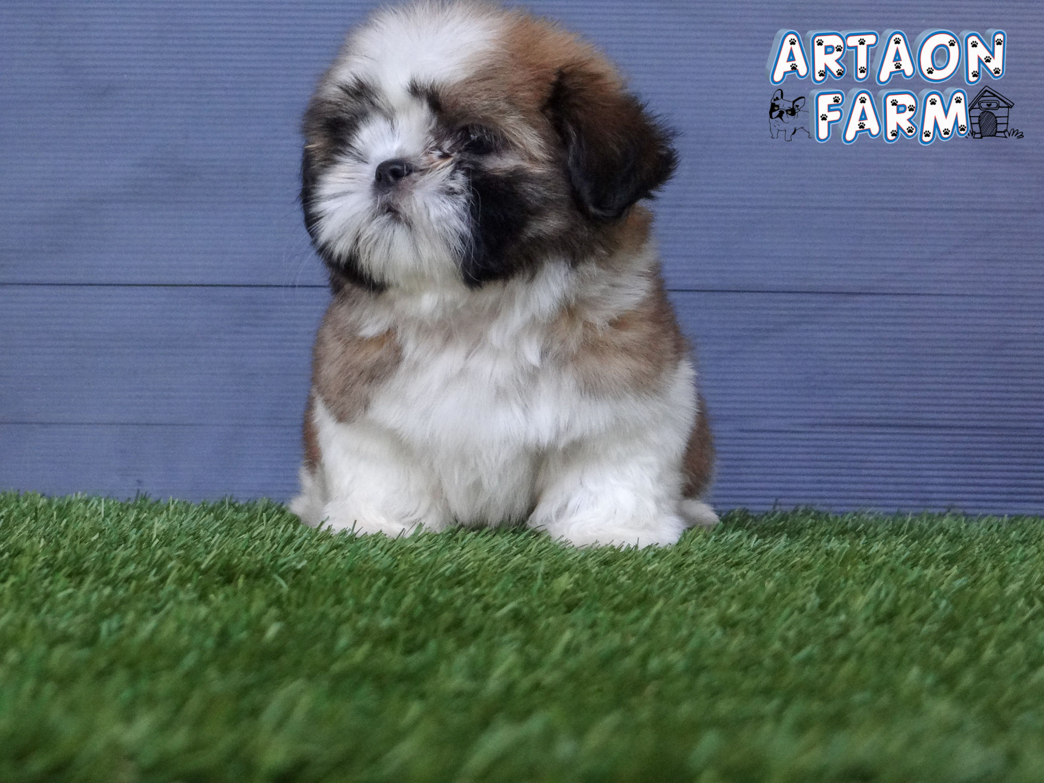 ชิสุทอยแท้ เพศผู้