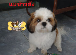 แม่ข้าวตัง