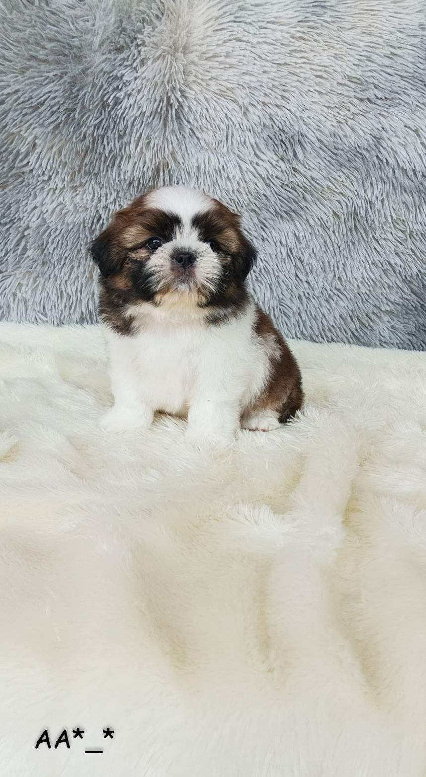 ภาพขนาดย่อ: ชิสุทอยแท้เพศผู้