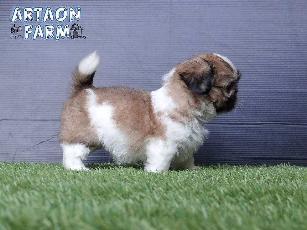 ภาพขนาดย่อ: ชิสุทอยแท้ เพศเมีย