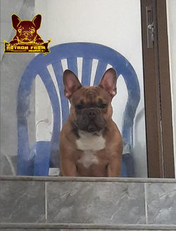 OsCAR