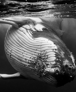 griefhumpback5.jpeg