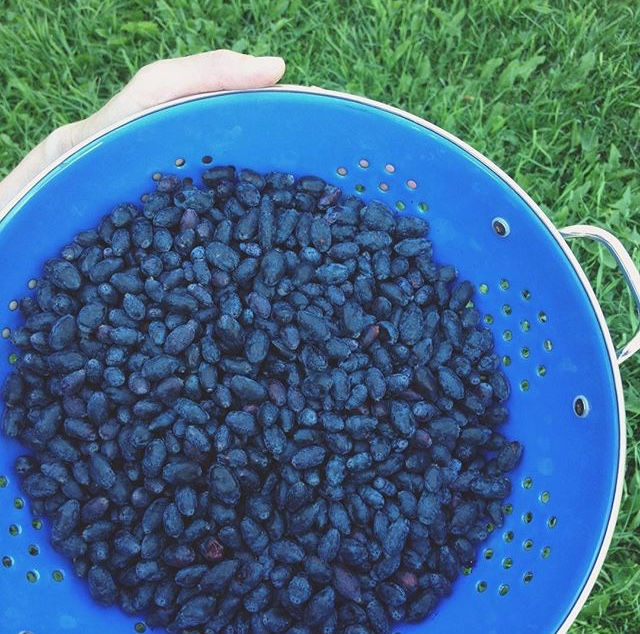 Boreal Harvest Farm: harvesting through the seasons