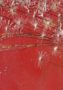 Pusteblume, Acrylic on Canvas, 2023