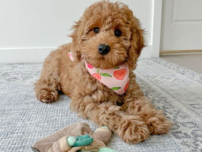 🐾 Welcome to the Labradoodle Family! 🐾