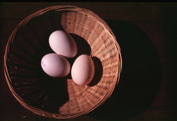Eggs in basket
